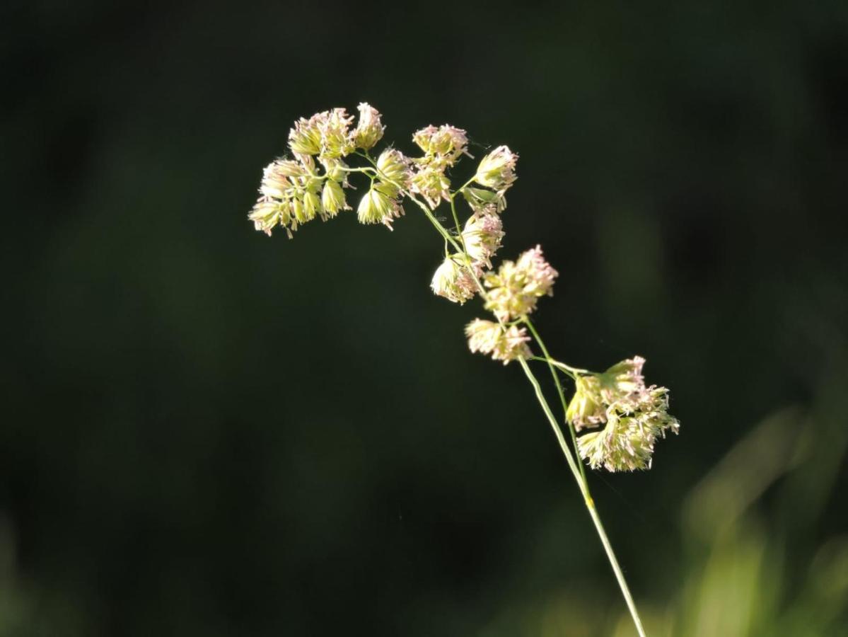 L'Hotie De Broceliande, Au Coeur Des Sites Naturels Et Legendaires Paimpont Ngoại thất bức ảnh