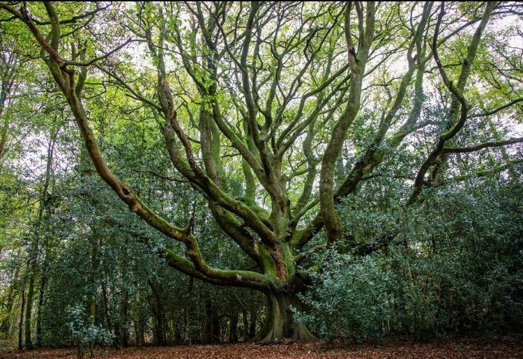 L'Hotie De Broceliande, Au Coeur Des Sites Naturels Et Legendaires Paimpont Ngoại thất bức ảnh